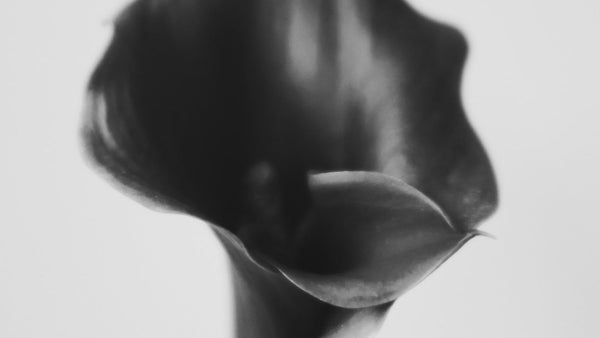 一部地域におけるお荷物のお届け遅延について